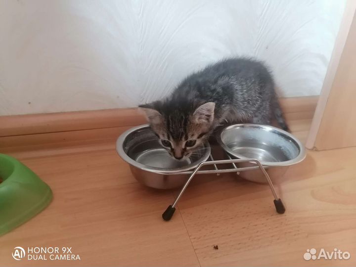 Котята в добрые руки, брат с сестрой