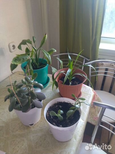 Домашние растения цветы