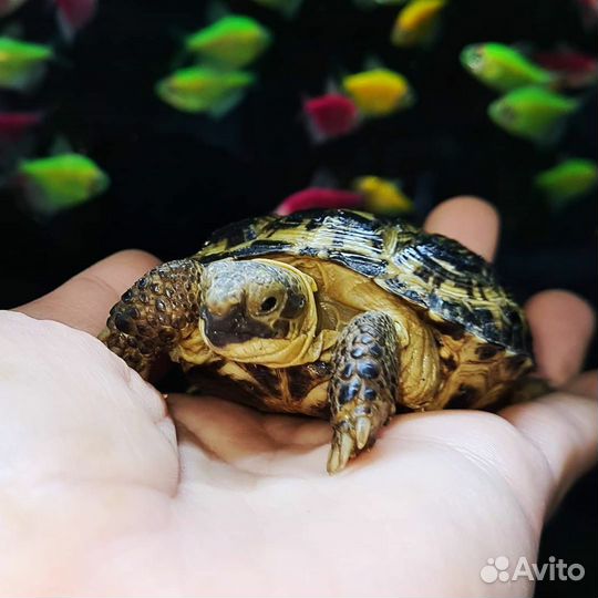 Черепашки сухопутные из питомника