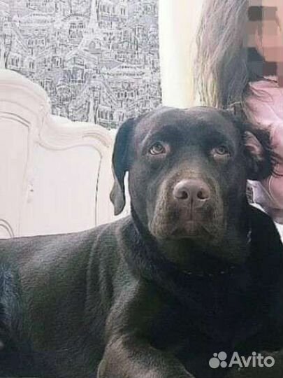 Кобель лабрадора вязка