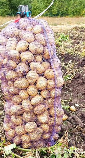 Картофель. Сорт Гала (желтая). Доставка до двери