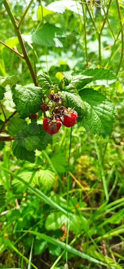 Участок 14 га (ИЖС)