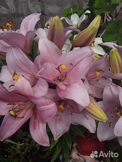 Лилейники и лилии