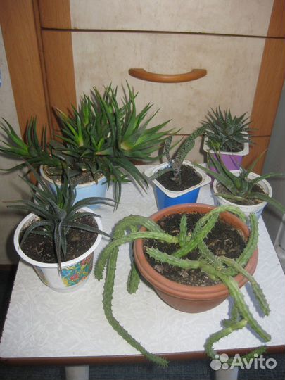 Суккуленты