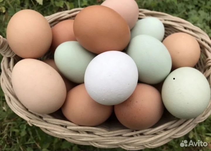 Домашние куриные яйца