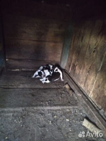 Щенки курцхаара