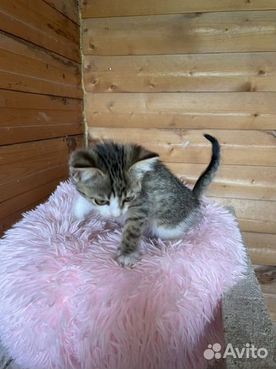 Кошка в дар бесплатно