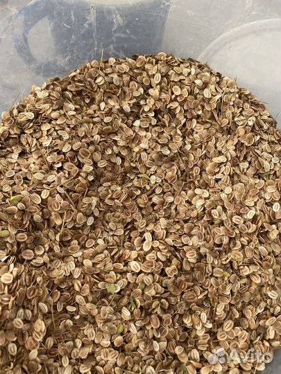 Пастернак семена