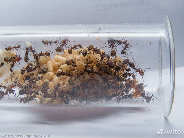 Муравьи camponotus nicobarensis