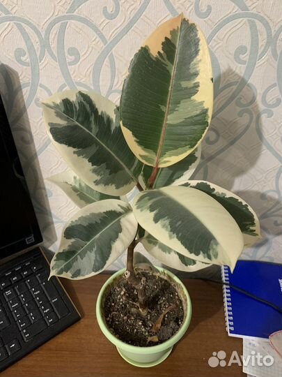 Фикусы сортовые редкие коллекционные