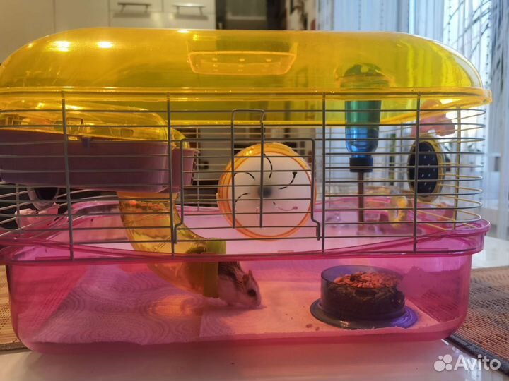 Клетка с джунгариком