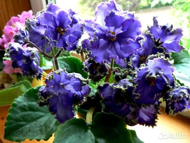 Цветущие фиалки