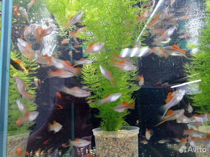 Аквариумные рыбки и растения