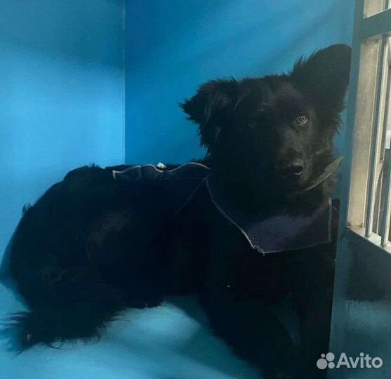 Подарите шанс Радужке