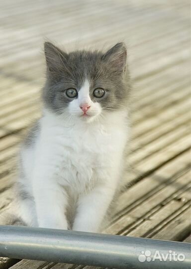 Котенок ищет дом. В добрые руки. Привезем