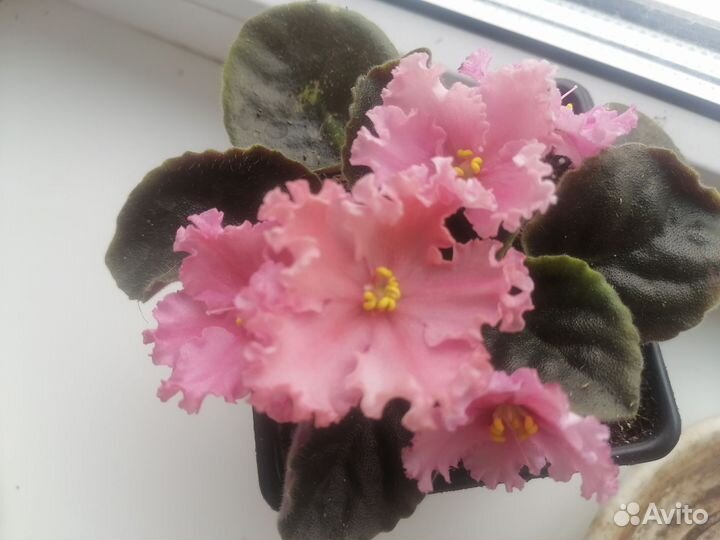 Сортовые фиалки