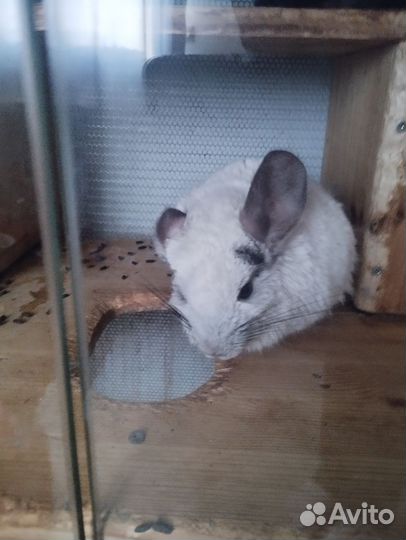 Шиншиллы с витриной