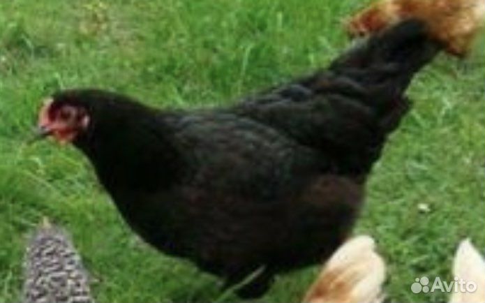 Куры несушки