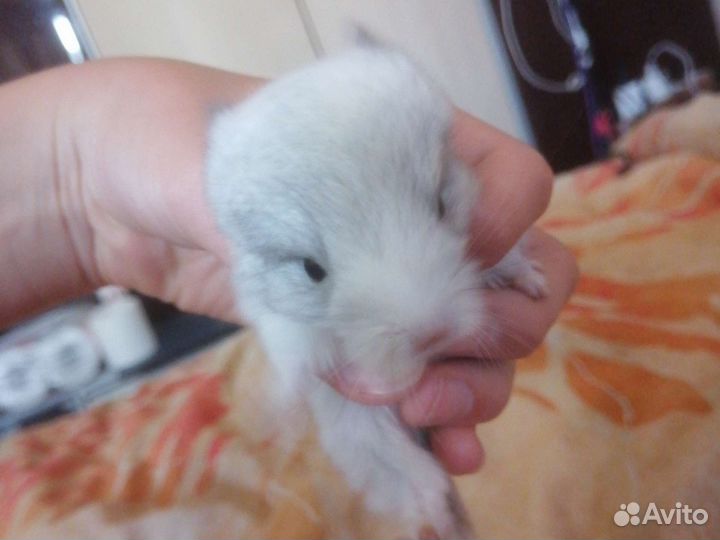 Малыши шиншиллы