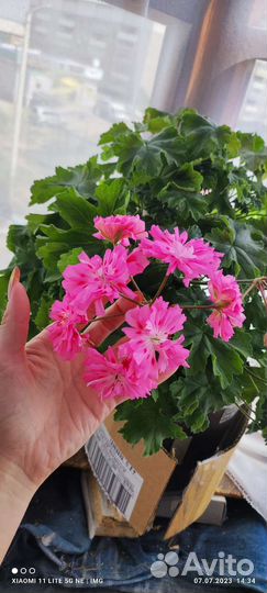 Пеларгония герань Unicorn zonartic rose