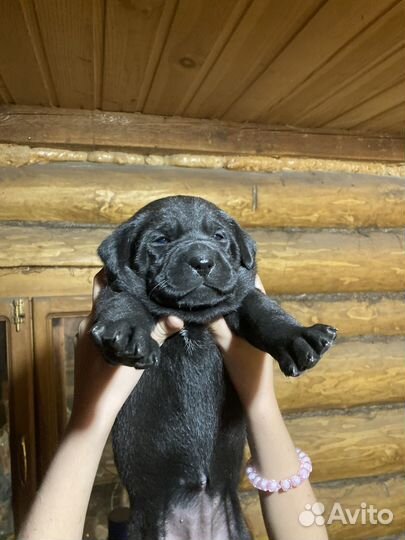 Лабрадор ретривер щенки