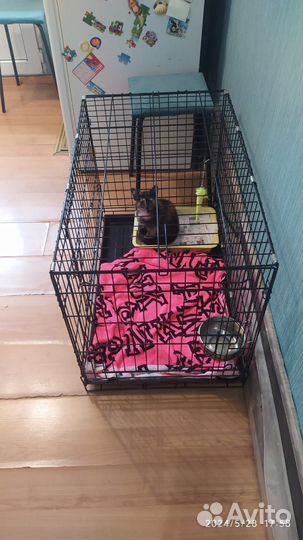 Котёнок в добрые ручки