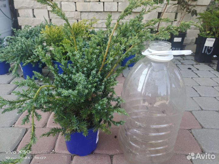 Можжевельники микс