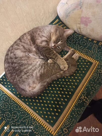 Отдам кота в добрые руки