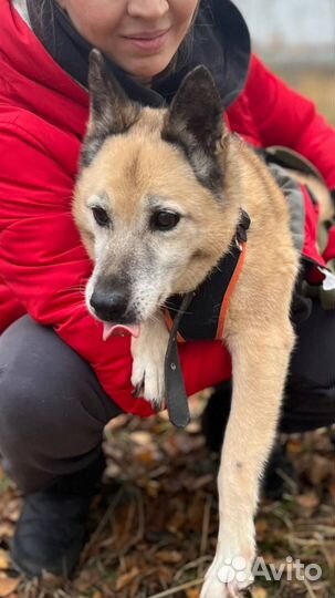 Собака в добрые руки