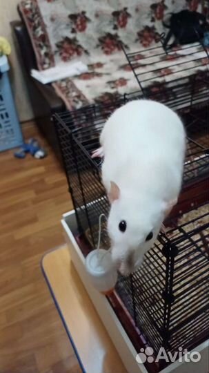 Крыса с клеткой бесплатно