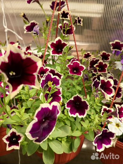 Цветущие кашпо с петунией