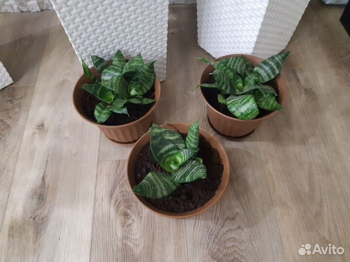 Спатифиллум