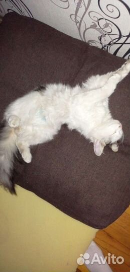 Потерялась кошечка