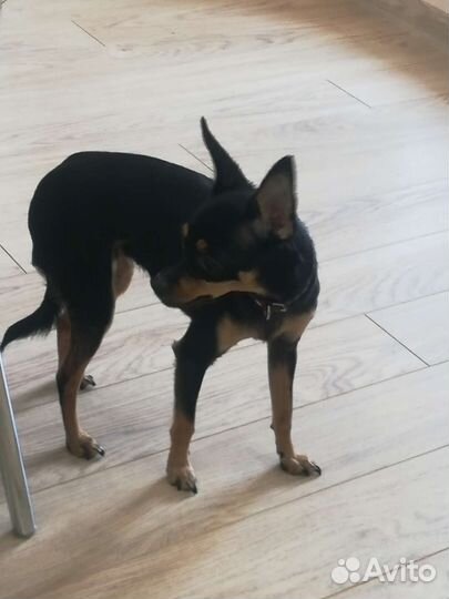 Мини той-терьер