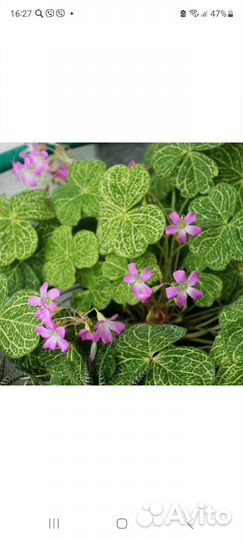 Сортовой Мартианский оксалис- Кислица