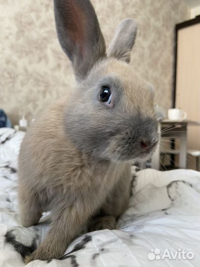 Декоративный карликовый кролик в добрые руки