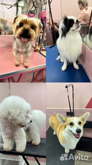 Стрижка домашних животных, груминг