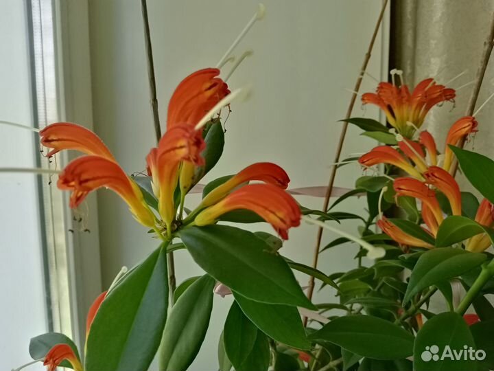 Комнатный цветок 