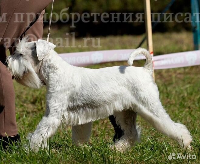 Цвергшнауцер щенки
