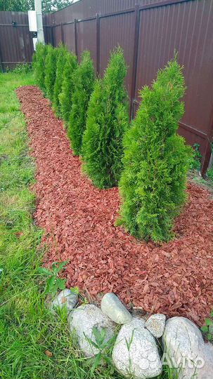 Кора лиственницы