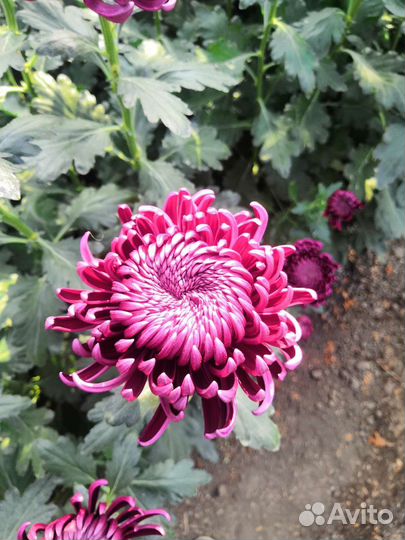 Хризантемы