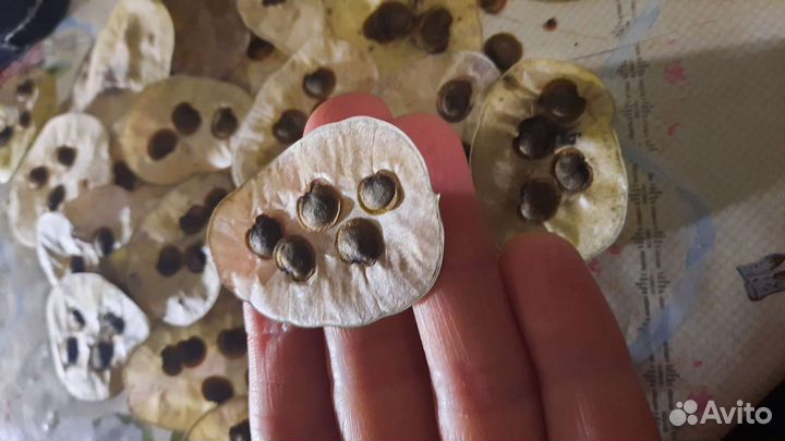 Семена лунарии