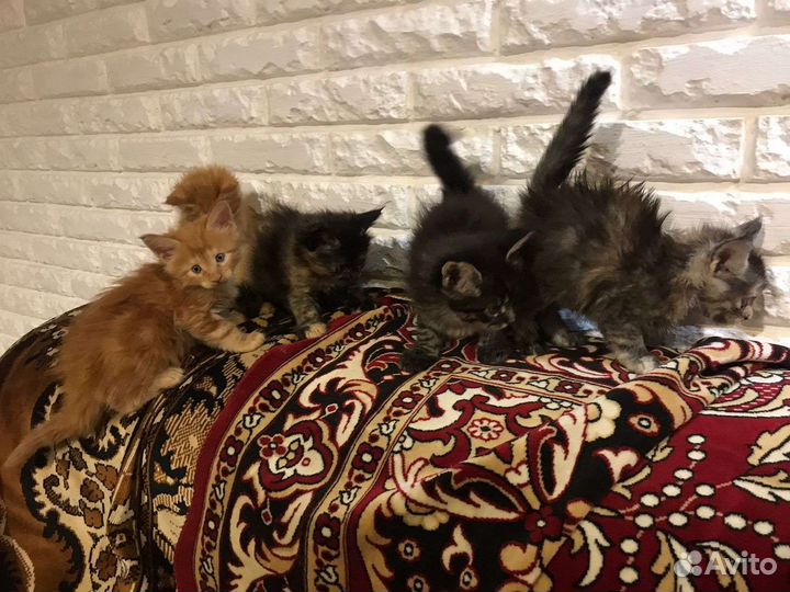 Котята мейн-кун