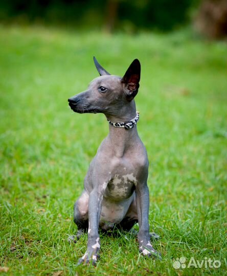 Средний малыш ксоло