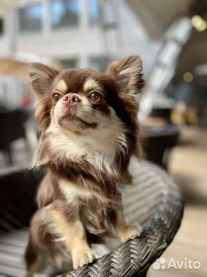 Вязка чихуахуа