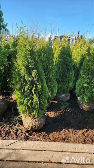 Туя кубанский изумруд экстра