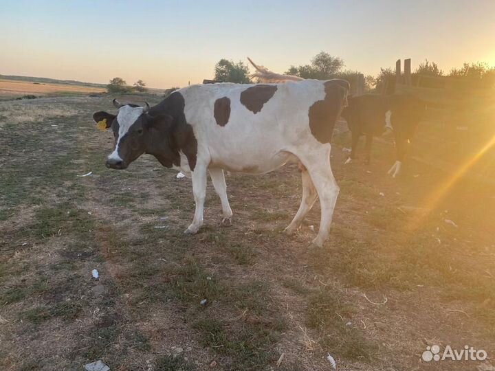 Корова стельная дойная