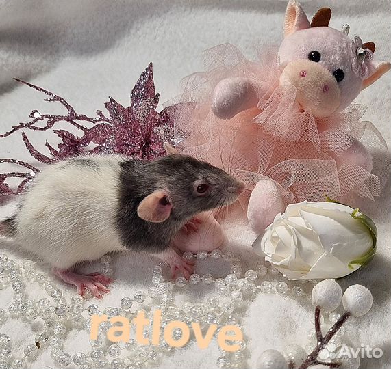 Крысята дамбо малышки девчонки