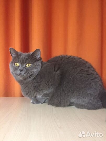 Отдам бесплатно