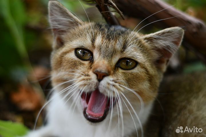 Роскошная кошка в добрые руки